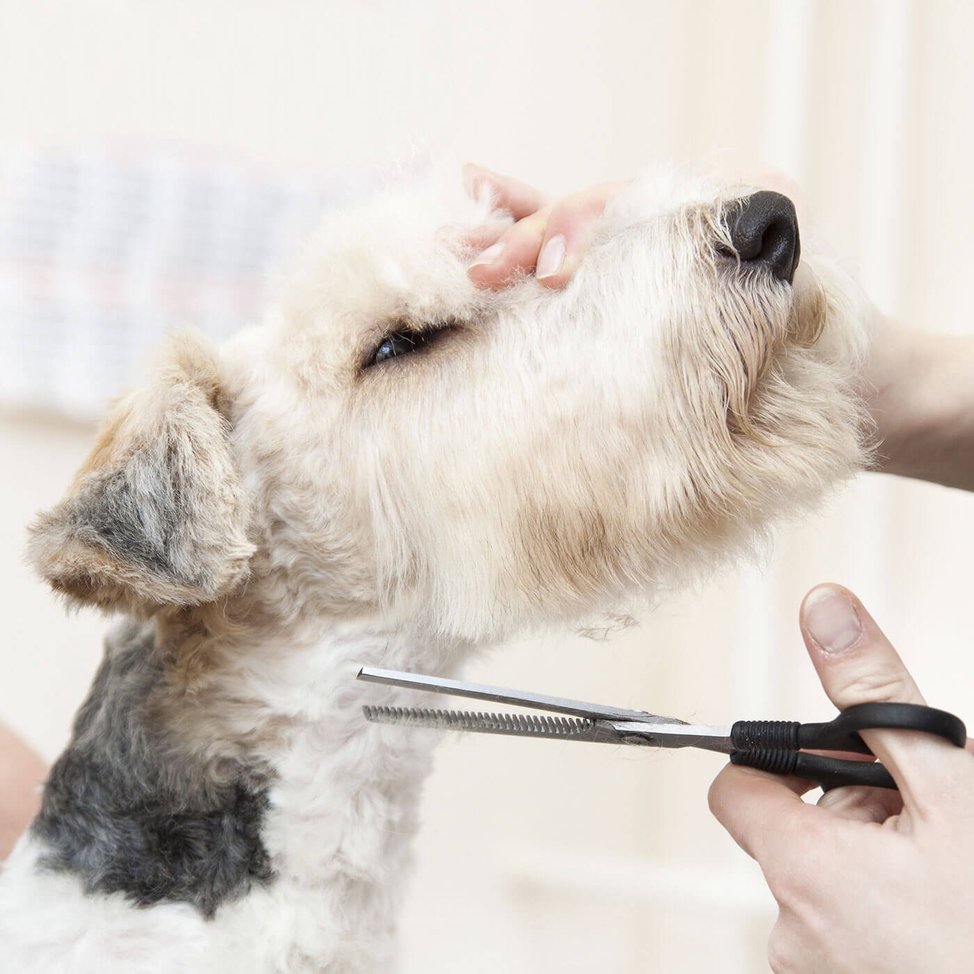 Pet Grooming in Brampton