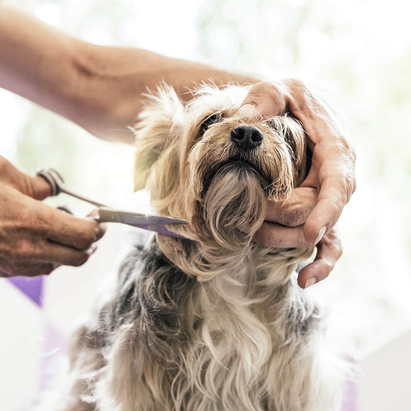 Mobile Pet Grooming in Brampton