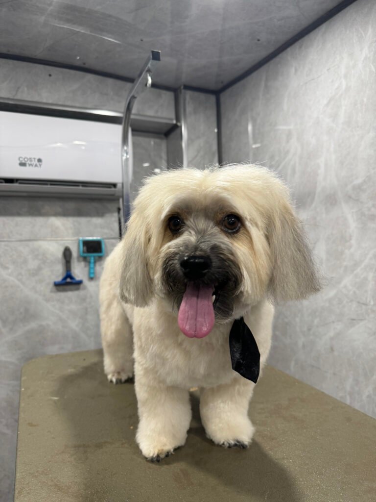 How to Create a Mobile Dog Grooming Service Menu That Sells